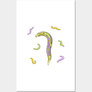 C elegans Nematode Anatomy Illustration Posters and Art